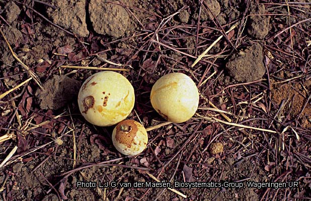 marula